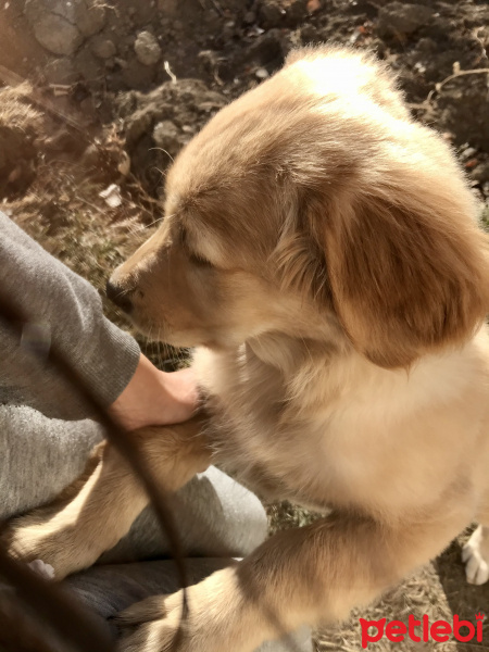 Golden Retriever, Köpek  Dodo fotoğrafı