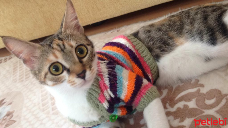 Tekir Kedi, Kedi  Fırfır fotoğrafı
