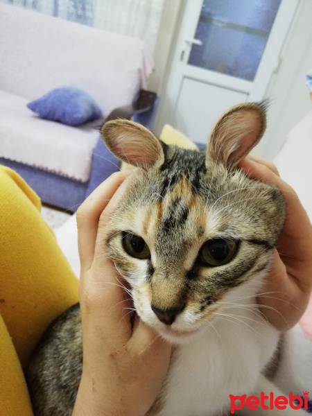 Tekir Kedi, Kedi  Fırfır fotoğrafı