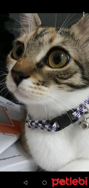 Tekir Kedi, Kedi  Fırfır fotoğrafı