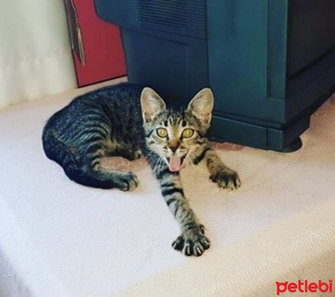 Tekir Kedi, Kedi  Arife fotoğrafı