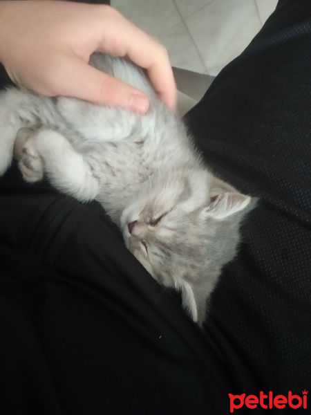 British Shorthair, Kedi  Bihter fotoğrafı