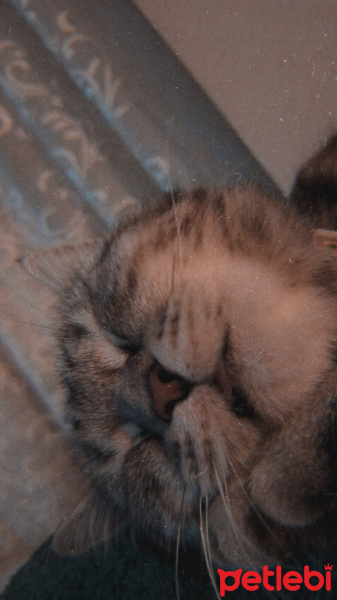 British Shorthair, Kedi  Eva fotoğrafı