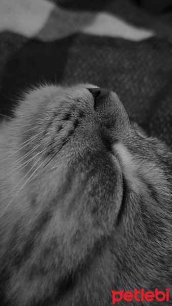 British Shorthair, Kedi  Eva fotoğrafı