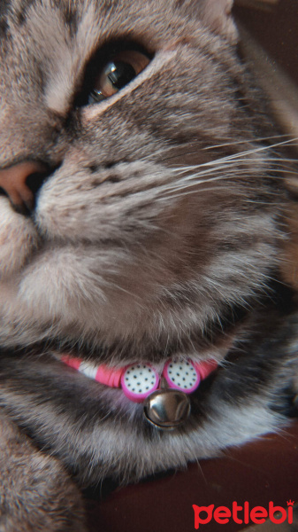 British Shorthair, Kedi  Eva fotoğrafı