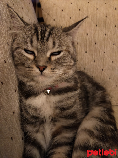 British Shorthair, Kedi  Eva fotoğrafı