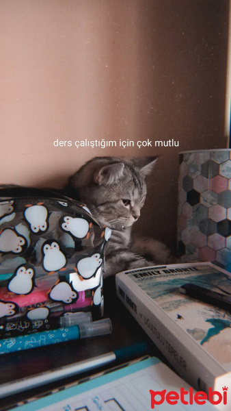 British Shorthair, Kedi  Eva fotoğrafı