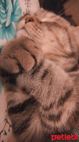 British Shorthair, Kedi  Eva fotoğrafı