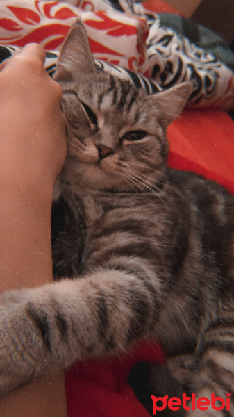British Shorthair, Kedi  Eva fotoğrafı