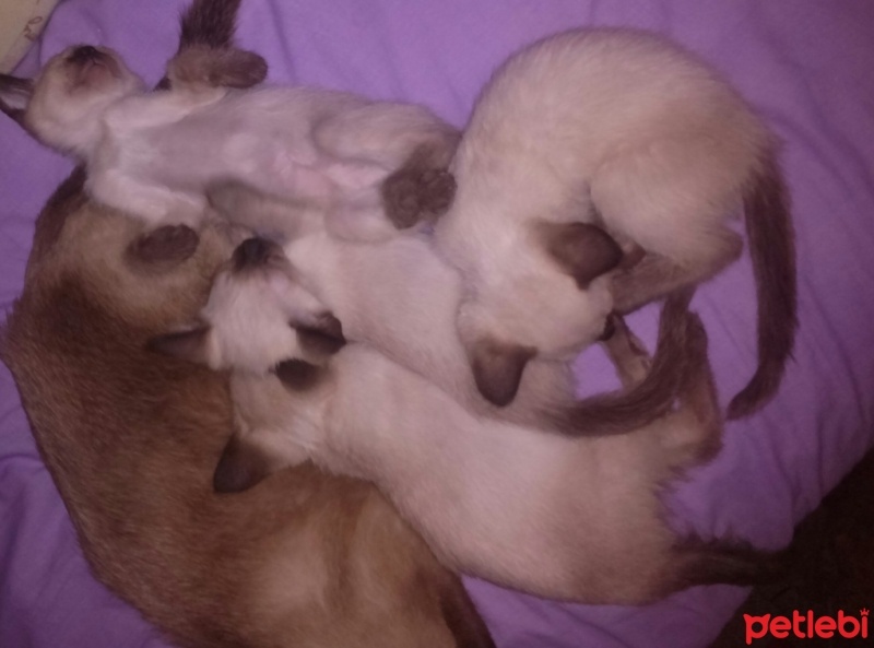 Siyam Kedisi, Kedi  Rafadan fotoğrafı