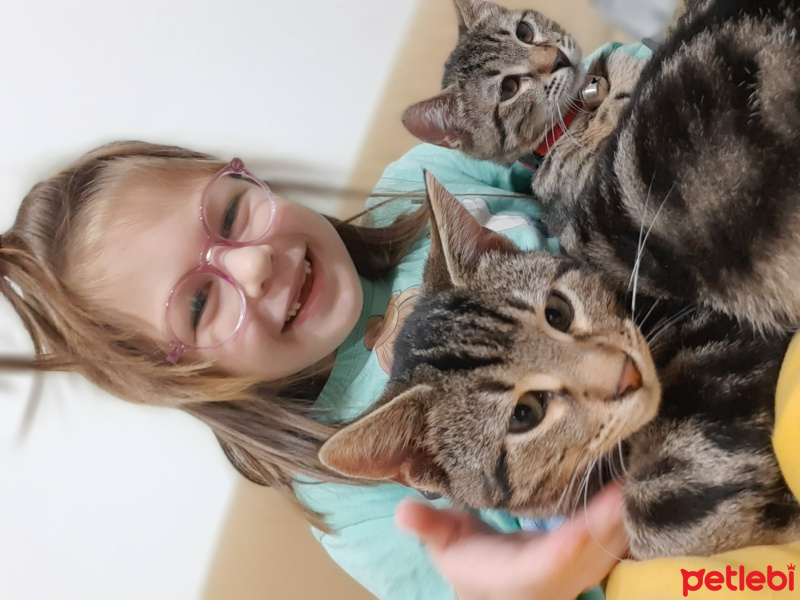 Tekir Kedi, Kedi  Şinasi fotoğrafı