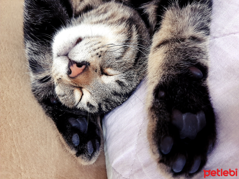 Tekir Kedi, Kedi  Şinasi fotoğrafı