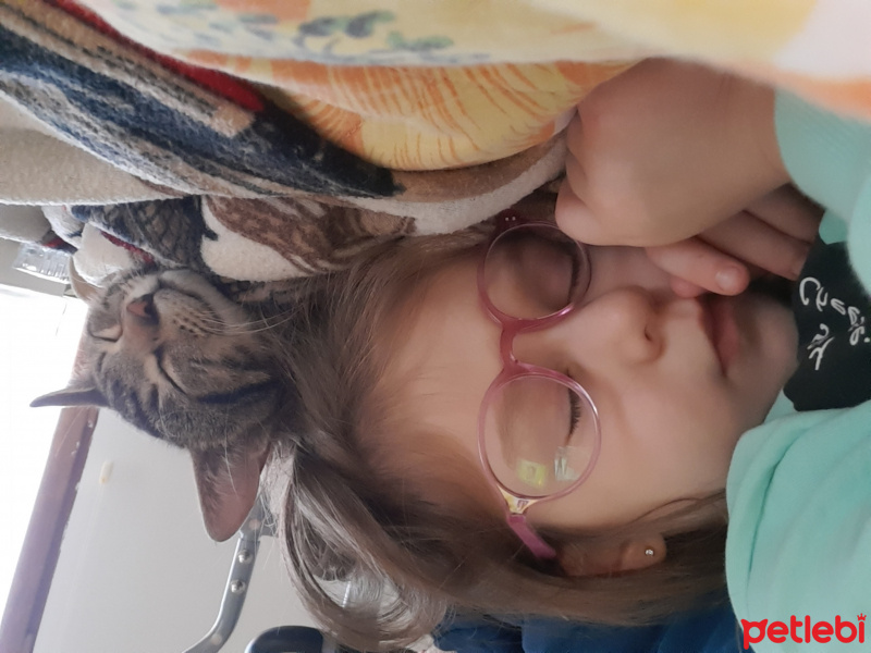 Tekir Kedi, Kedi  Şinasi fotoğrafı