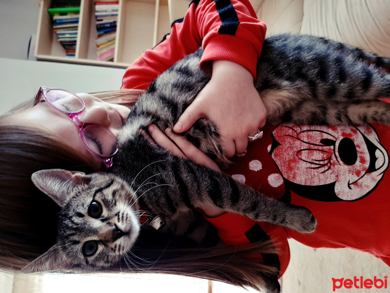 Tekir Kedi, Kedi  Şinasi fotoğrafı