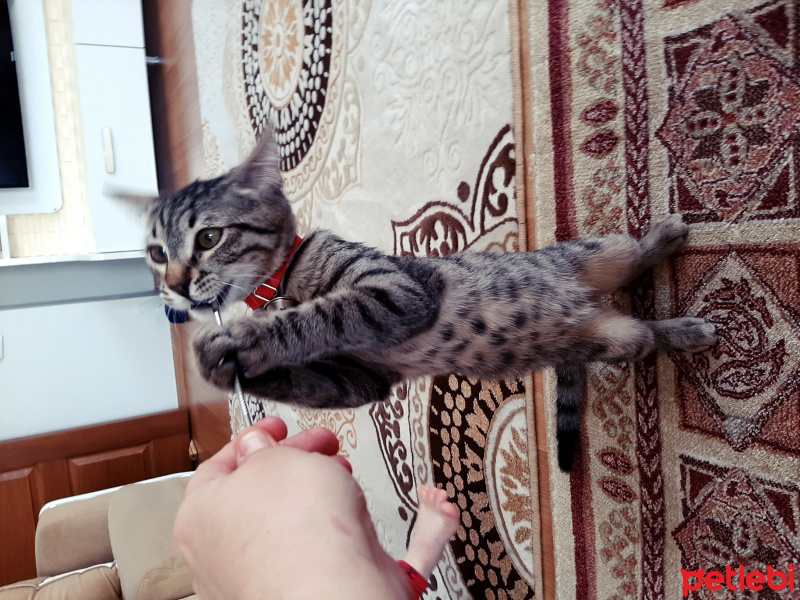 Tekir Kedi, Kedi  Şinasi fotoğrafı