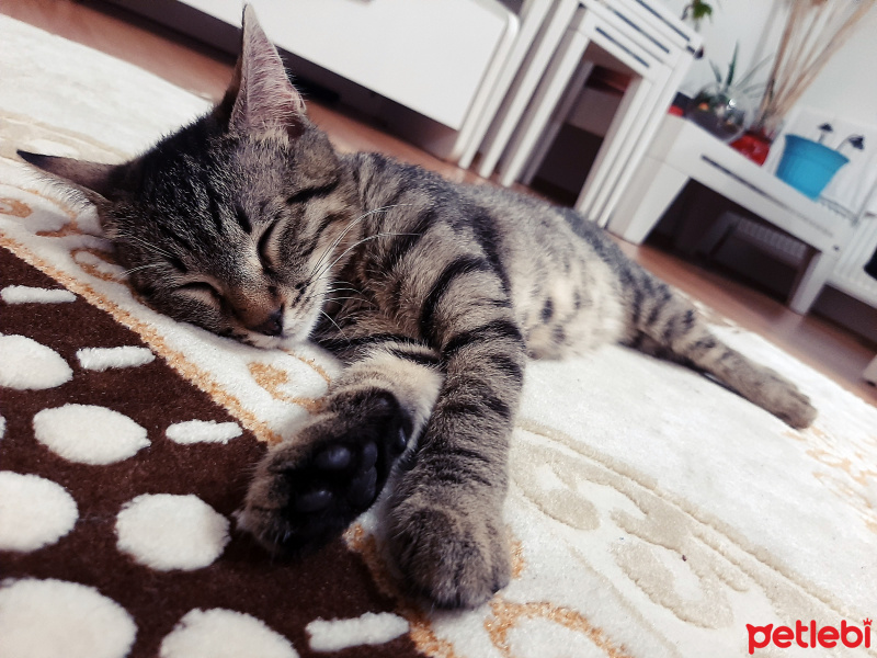 Tekir Kedi, Kedi  Şinasi fotoğrafı