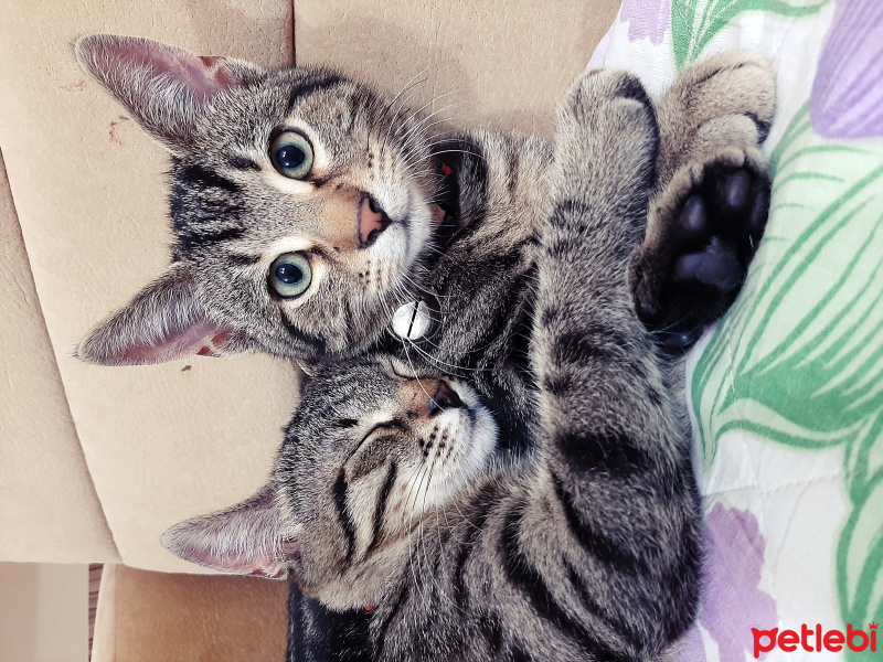Tekir Kedi, Kedi  Şinasi fotoğrafı