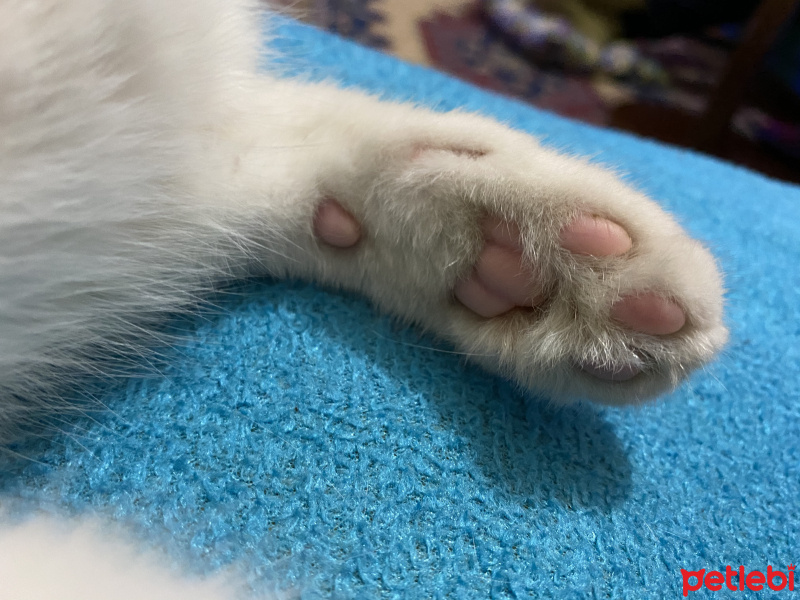 Van Kedisi, Kedi  Pamuk fotoğrafı