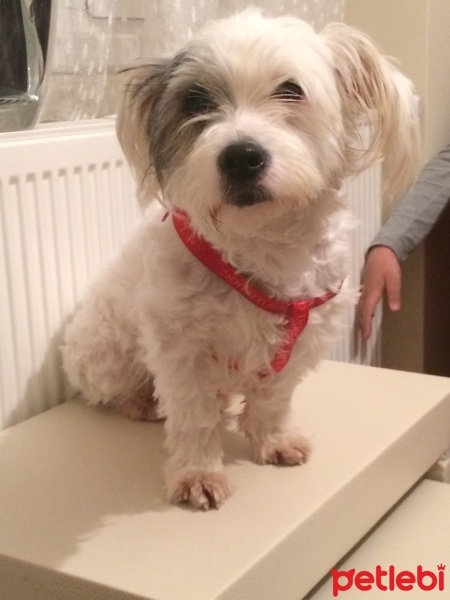 Maltese, Köpek  Leydi fotoğrafı