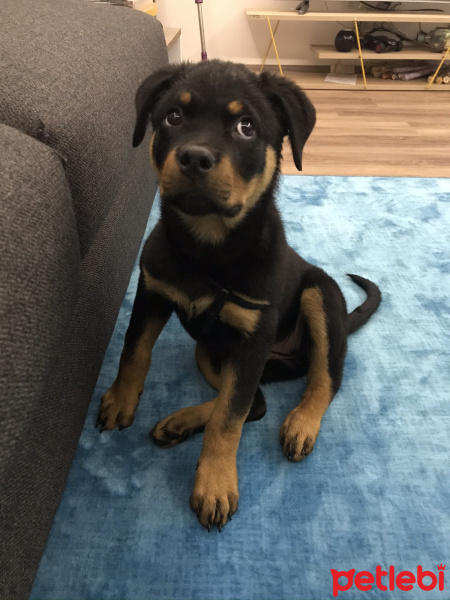 Rottweiler, Köpek  Luka fotoğrafı