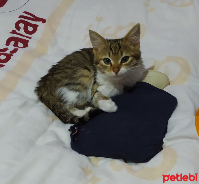 Tekir Kedi, Kedi  ŞANSLI fotoğrafı