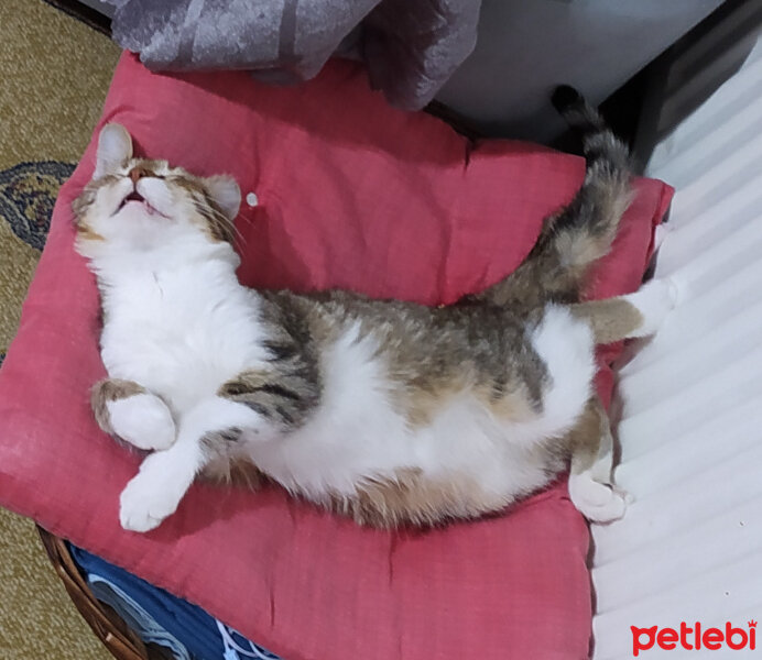 Tekir Kedi, Kedi  ŞANSLI fotoğrafı