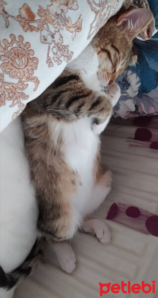 Tekir Kedi, Kedi  ŞANSLI fotoğrafı