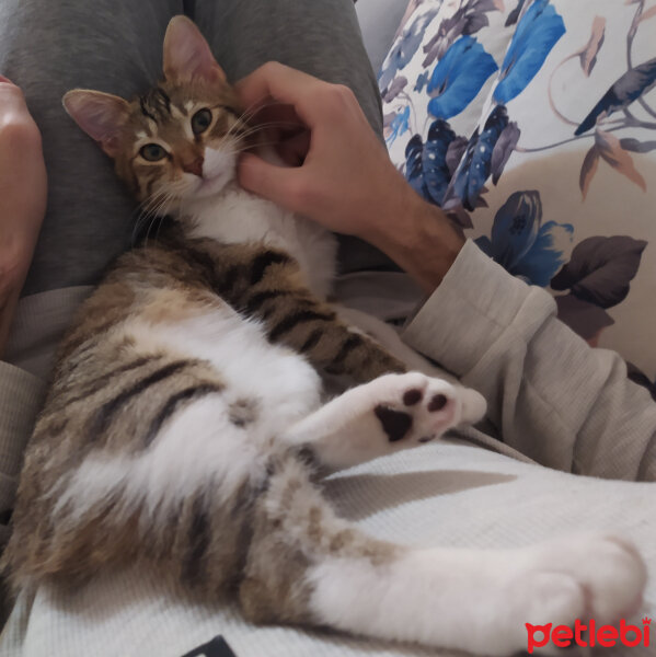 Tekir Kedi, Kedi  ŞANSLI fotoğrafı