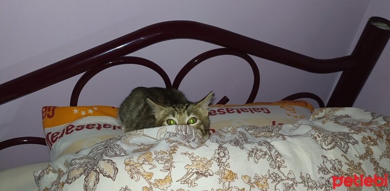 Tekir Kedi, Kedi  ŞANSLI fotoğrafı