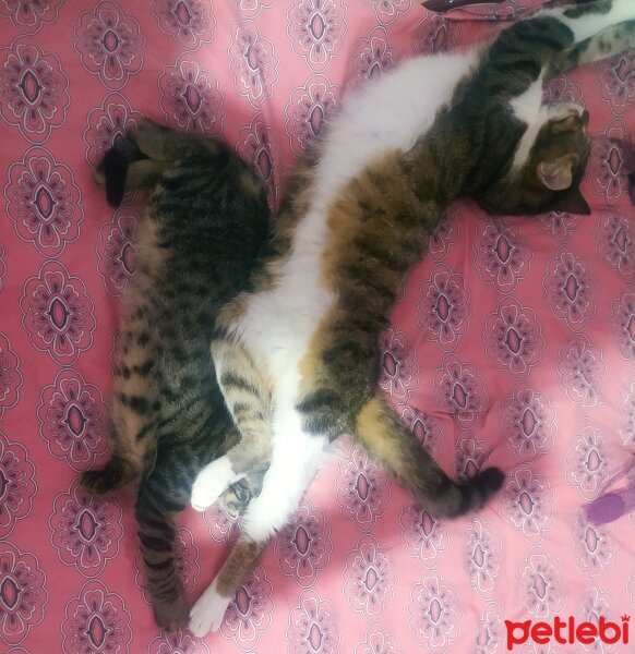 Tekir Kedi, Kedi  ŞANSLI fotoğrafı