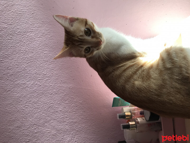 Tekir Kedi, Kedi  Bihter fotoğrafı