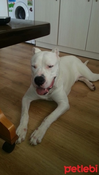 Dogo Arjantin, Köpek  Paşa fotoğrafı