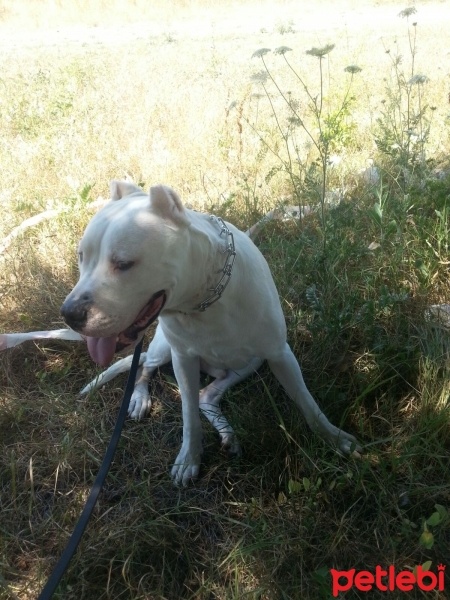 Dogo Arjantin, Köpek  Paşa fotoğrafı