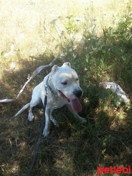 Dogo Arjantin, Köpek  Paşa fotoğrafı