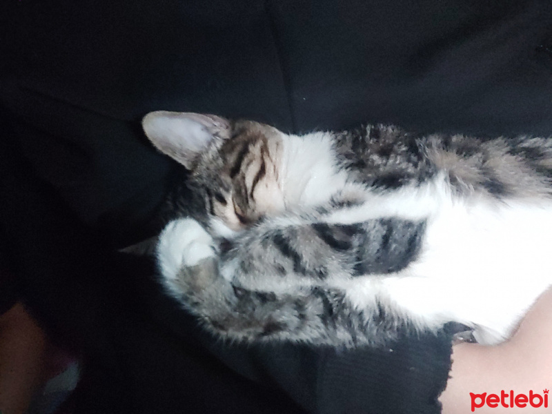 Tekir Kedi, Kedi  Harley fotoğrafı