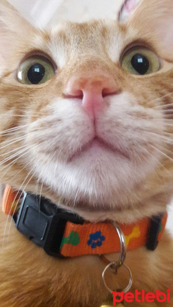 Sarman, Kedi  Enîs fotoğrafı