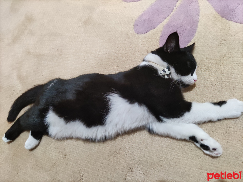 Tuxedo (Smokin) Kedi, Kedi  Puffy fotoğrafı