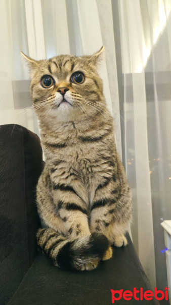American Shorthair, Kedi  Bal fotoğrafı