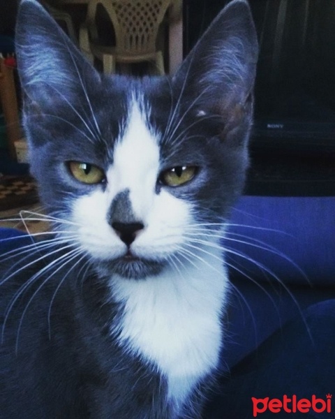 Tekir Kedi, Kedi  Mısra fotoğrafı