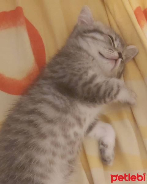 British Shorthair, Kedi  Gümüş fotoğrafı