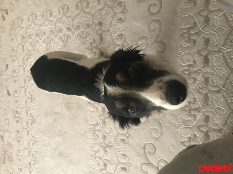 Border Collie, Köpek  Rex fotoğrafı