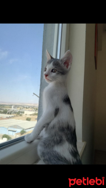 Tekir Kedi, Kedi  Stefan fotoğrafı