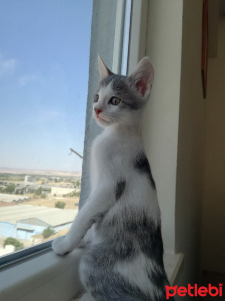 Tekir Kedi, Kedi  Stefan fotoğrafı