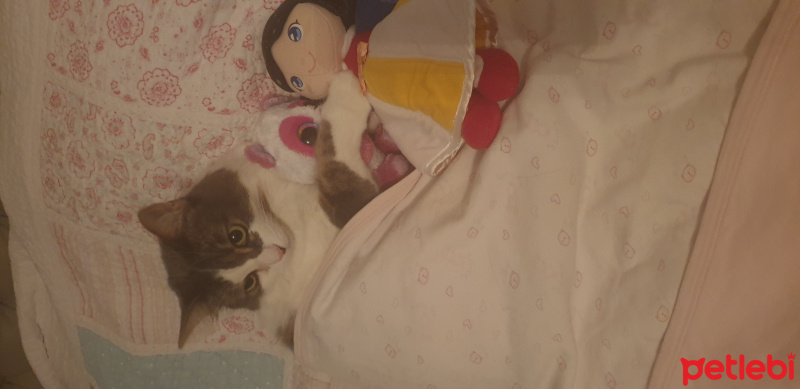 Tekir Kedi, Kedi  Pamuk fotoğrafı