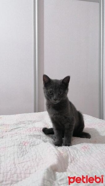 British Shorthair, Kedi  Venüs fotoğrafı