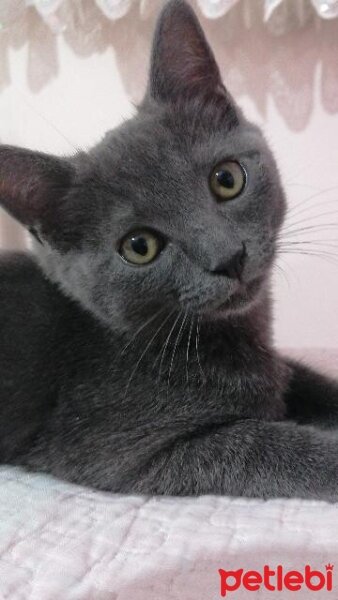 British Shorthair, Kedi  Venüs fotoğrafı