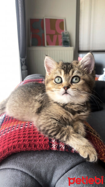 British Shorthair, Kedi  Latte fotoğrafı