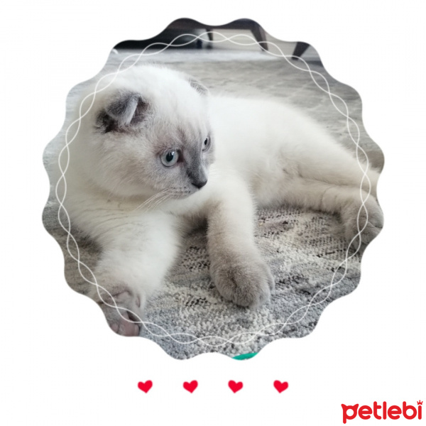 Scottish Fold, Kedi  Mars fotoğrafı