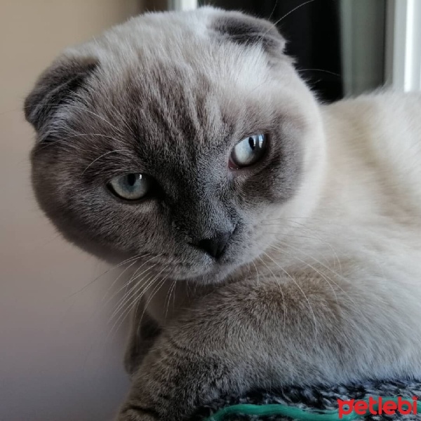 Scottish Fold, Kedi  Mars fotoğrafı