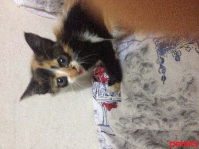 Tekir Kedi, Kedi  Minnak fotoğrafı